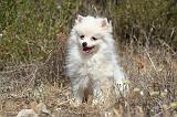 SPITZ ALLEMAND 493